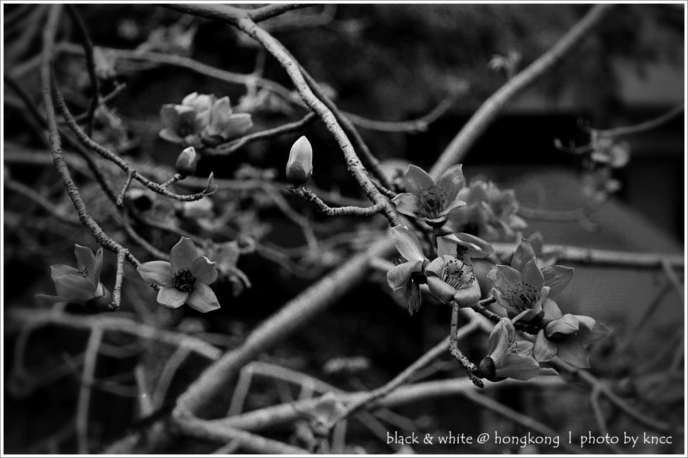 black & white (1)  007.jpg