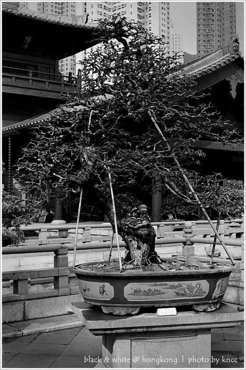 black & white (1)  017.jpg