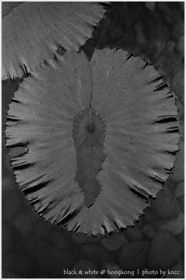 black & white (1)  020.jpg