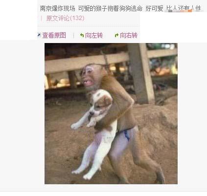 monkey and dog.JPG