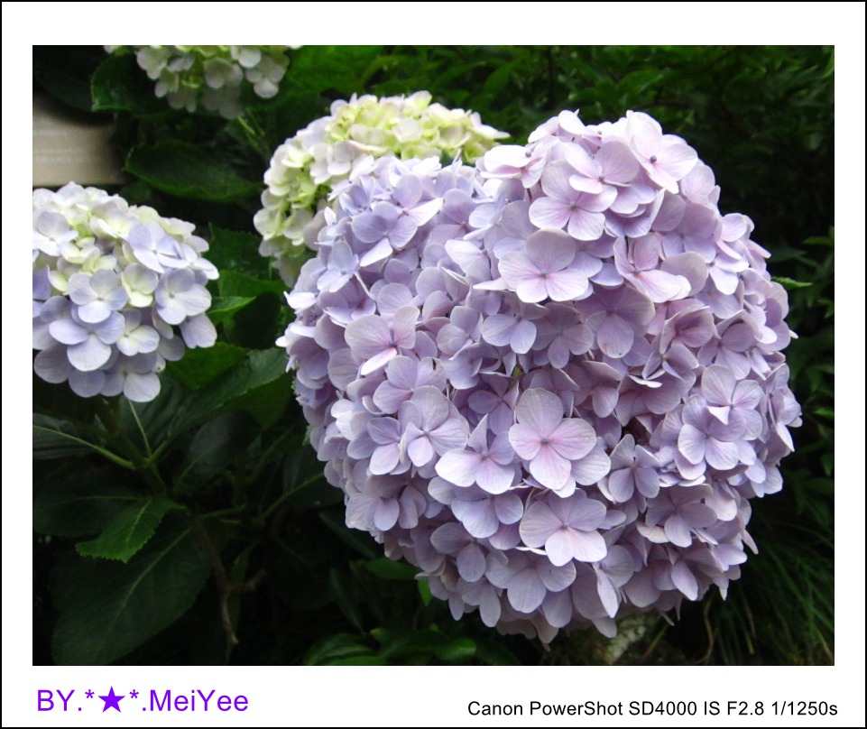 繡球 (2)_conew1.jpg