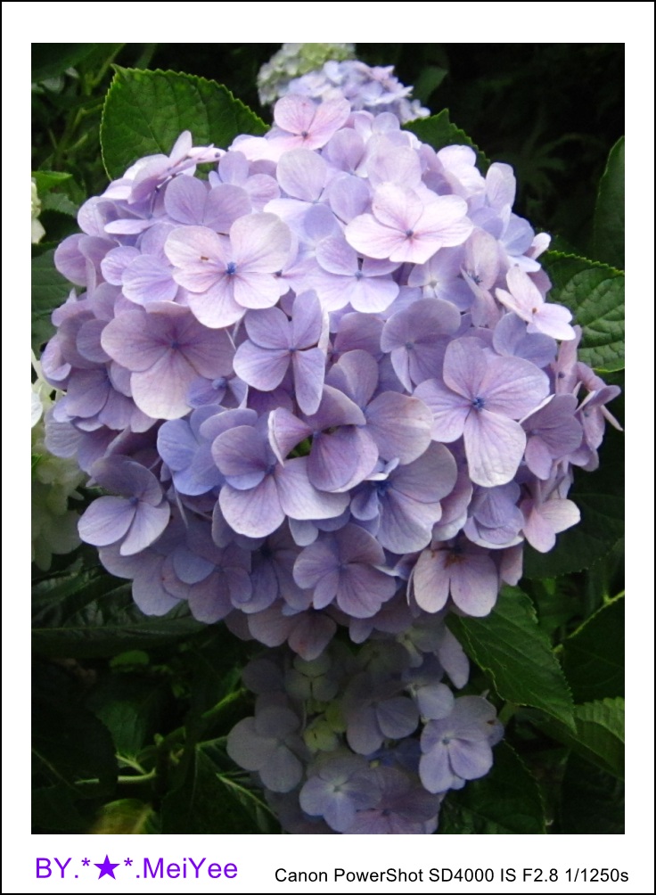 繡球 (3)_conew1.jpg