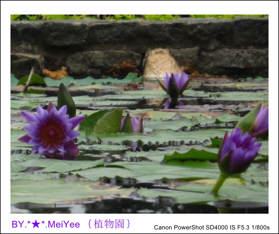 睡蓮 (7).JPG