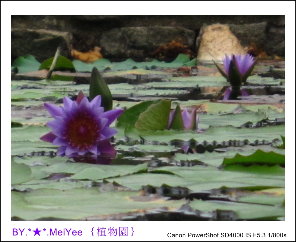 睡蓮 (7)_conew1.jpg