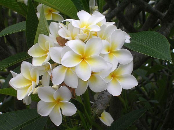 Flower 雞蛋花.jpg