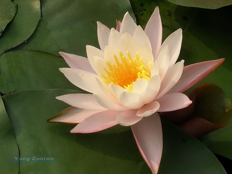 ok8睡蓮.jpg