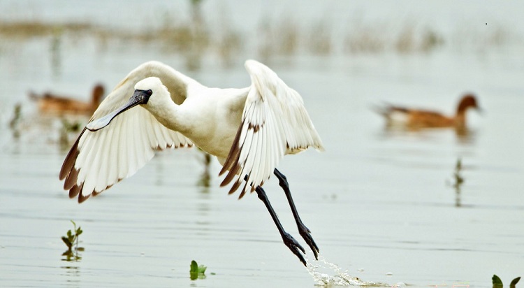 Black-facedSpoonbill_032.jpg