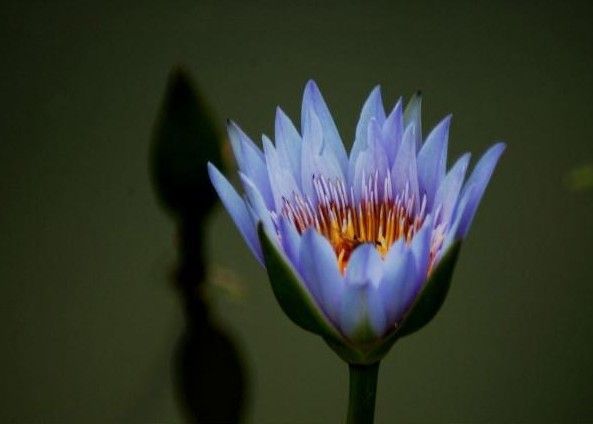 藍睡蓮1.jpg