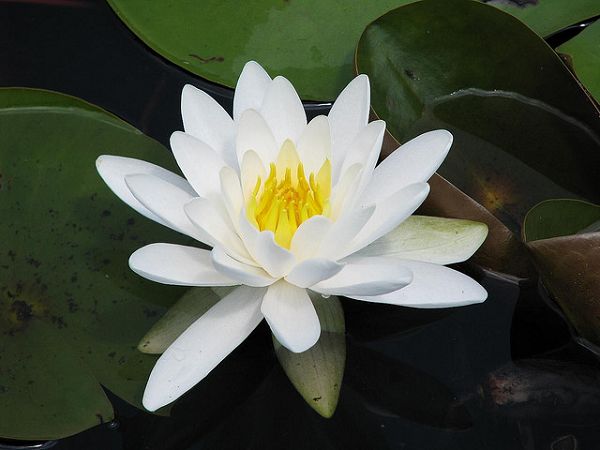 Flower 睡蓮.jpg