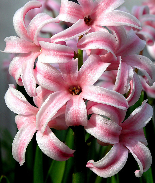 Flower 風信子.jpg