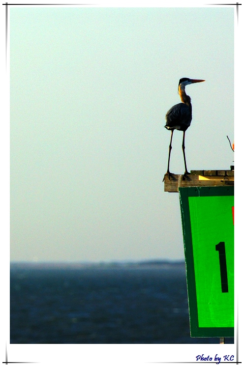 BB060416birdsCC006.jpg