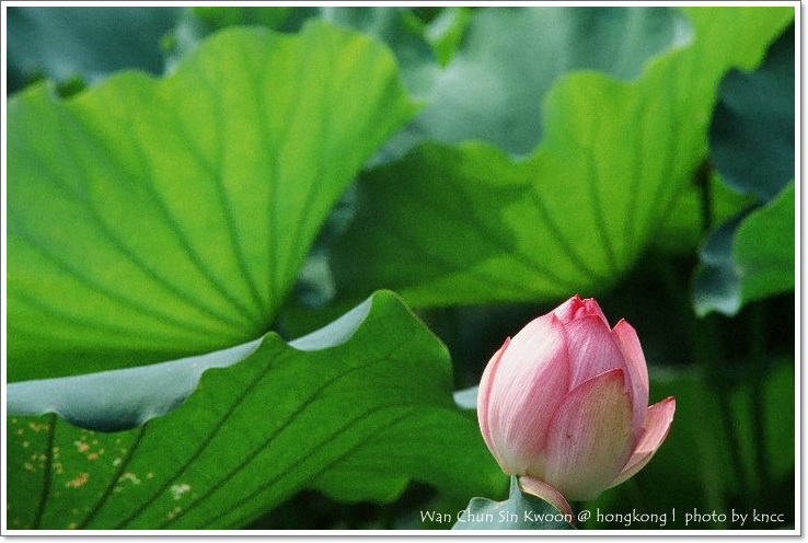 雲泉仙館~夏荷 008.jpg