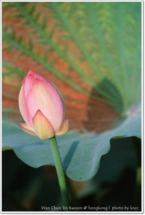 雲泉仙館~夏荷 010.jpg