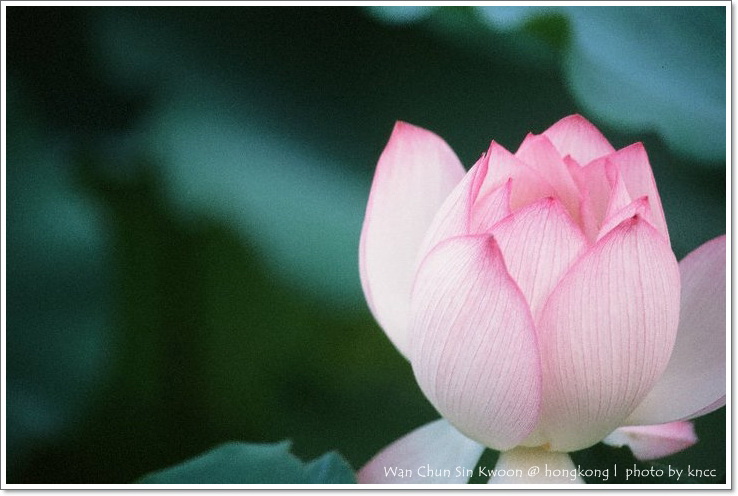 雲泉仙館~夏荷 013.jpg