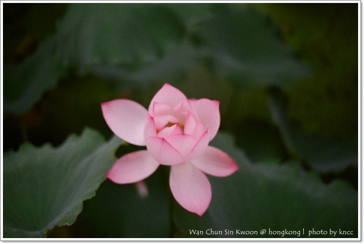 雲泉仙館~夏荷 014.jpg