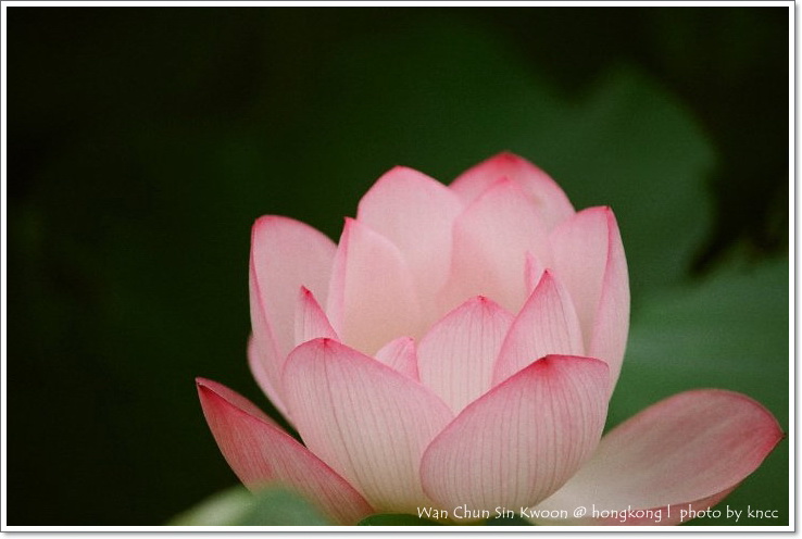 雲泉仙館~夏荷 016.jpg