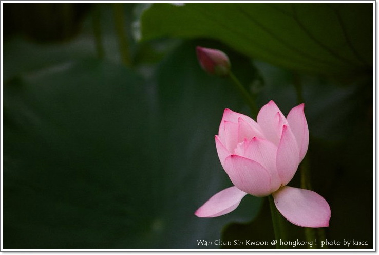 雲泉仙館~夏荷 019.jpg