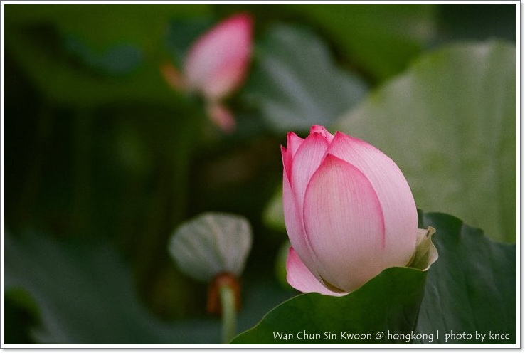 雲泉仙館~夏荷 020.jpg