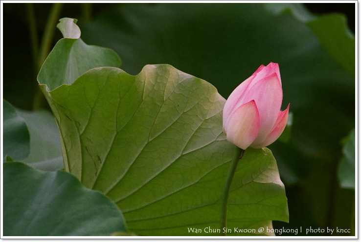雲泉仙館~夏荷 022.jpg