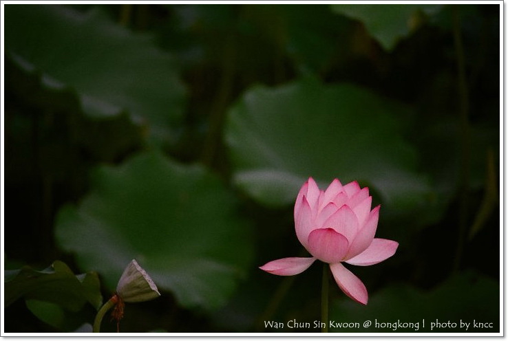 雲泉仙館~夏荷 024.jpg
