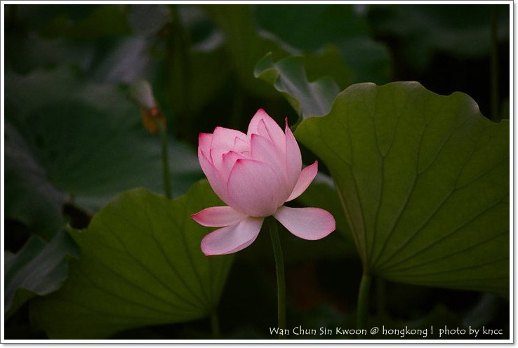 雲泉仙館~夏荷 025.jpg