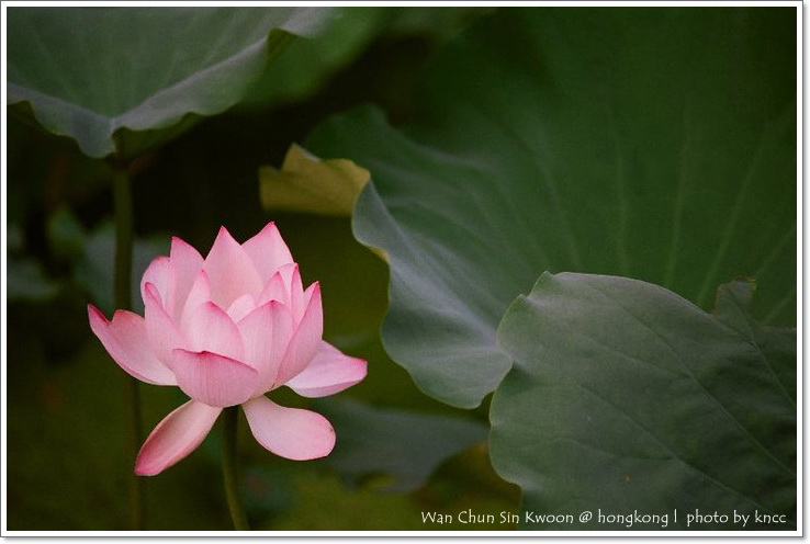 雲泉仙館~夏荷 026.jpg