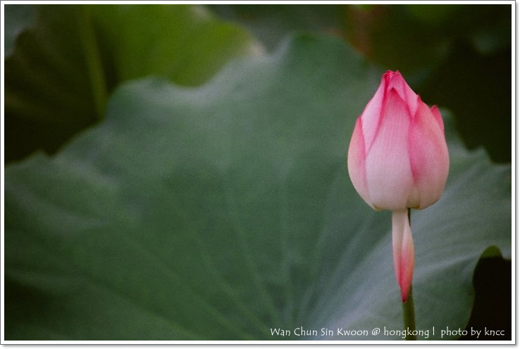雲泉仙館~夏荷 027.jpg