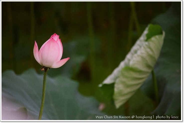 雲泉仙館~夏荷 028.jpg