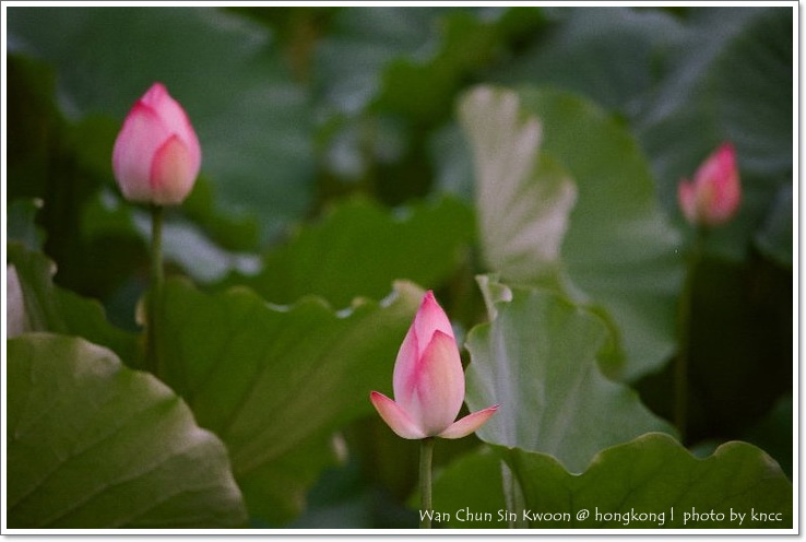 雲泉仙館~夏荷 029.jpg