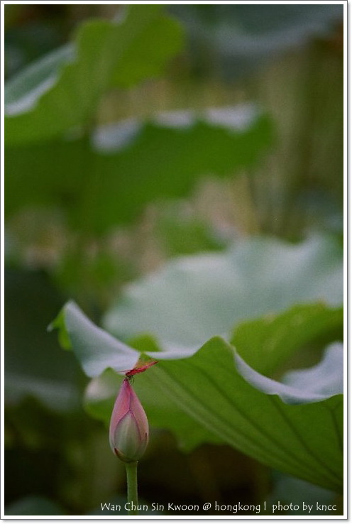 雲泉仙館~夏荷 030.jpg