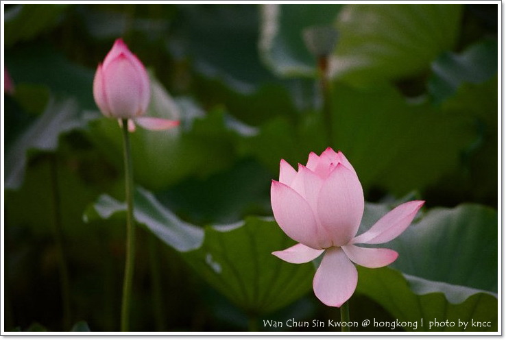雲泉仙館~夏荷 031.jpg