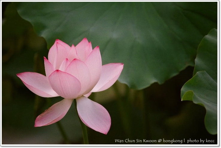 雲泉仙館~夏荷 032.jpg