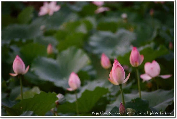 雲泉仙館~夏荷 033.jpg