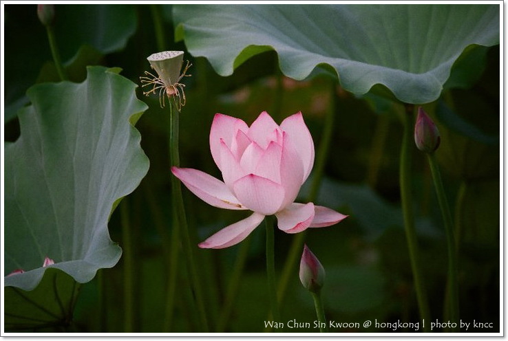 雲泉仙館~夏荷 034.jpg