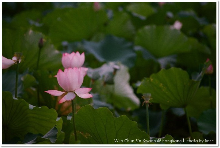 雲泉仙館~夏荷 036.jpg