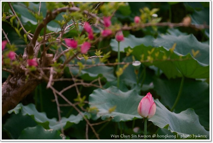 雲泉仙館~夏荷 037.jpg