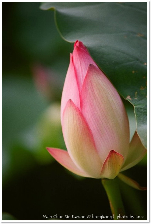 雲泉仙館~夏荷 038.jpg