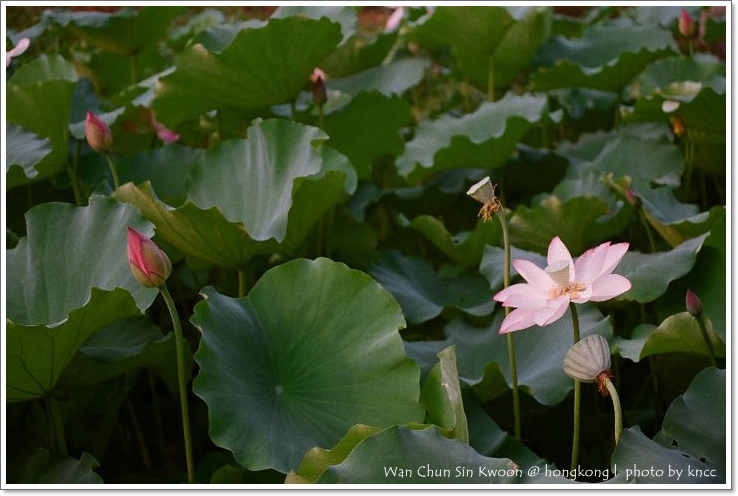 雲泉仙館~夏荷 039.jpg