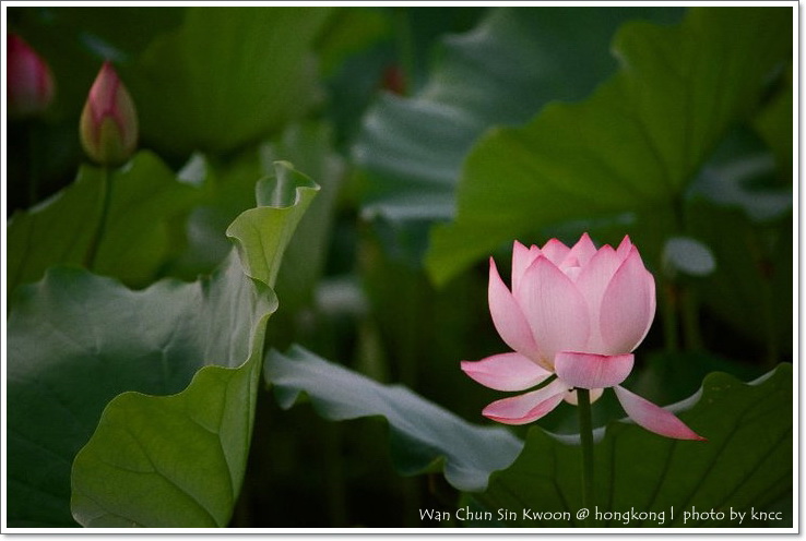 雲泉仙館~夏荷 040.jpg