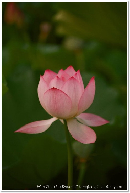 雲泉仙館~夏荷 041.jpg