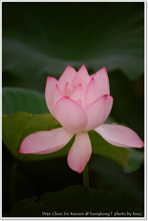 雲泉仙館~夏荷 046.jpg