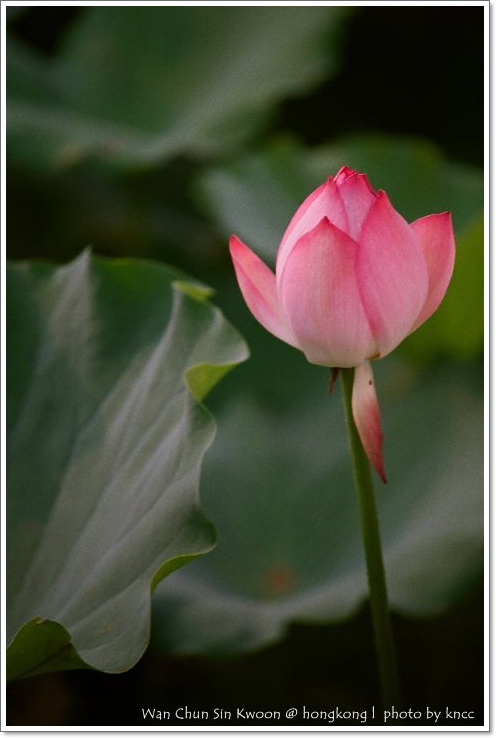 雲泉仙館~夏荷 048.jpg