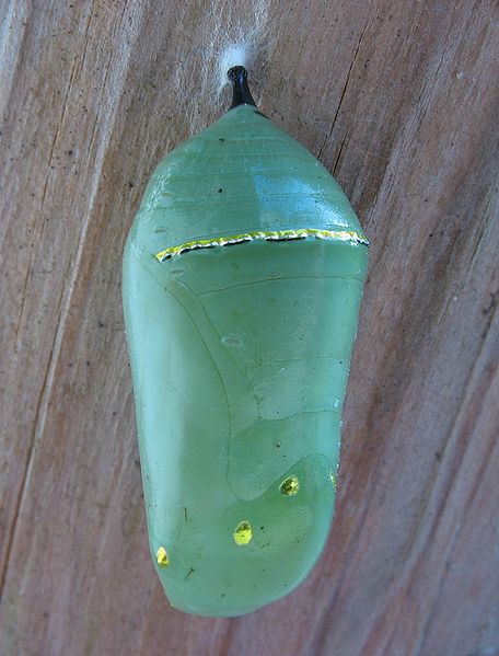 456px-Monarch_Butterfly_Cocoon_3.jpg
