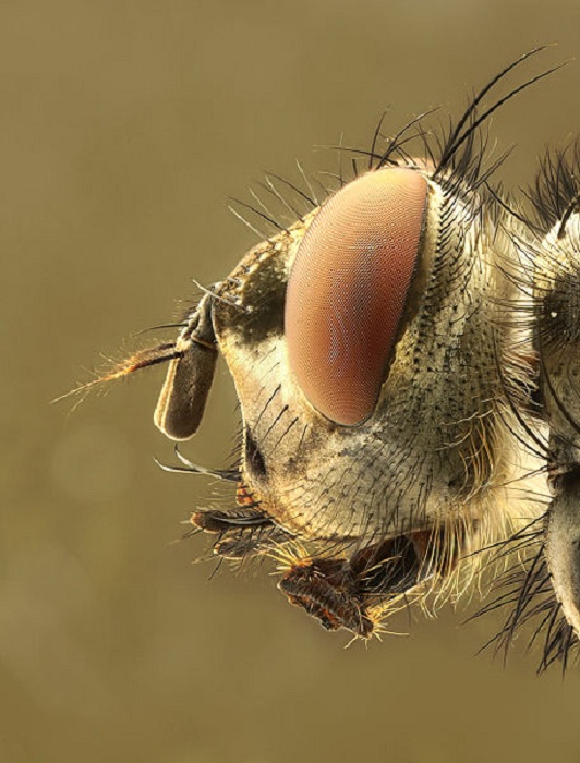 456px-Caliphrodae_head.jpg