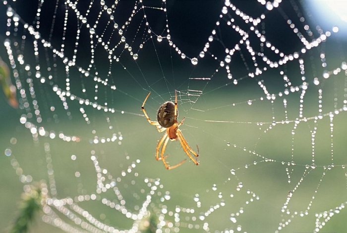蜘蛛3.jpg