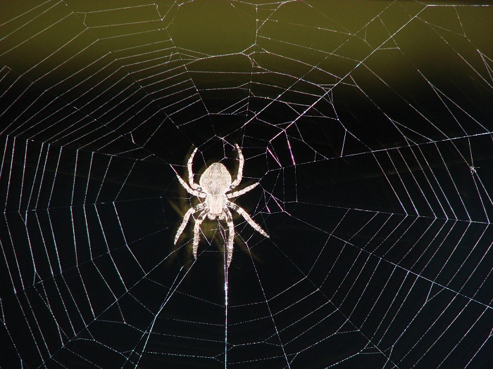 蜘蛛8.jpg