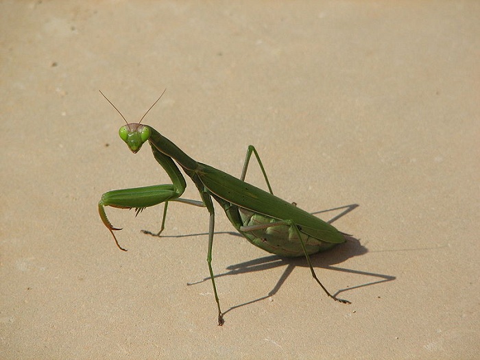 螳螂1.jpg