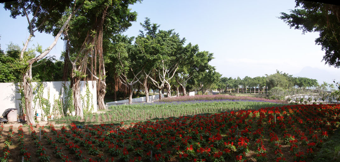 taipo.jpg