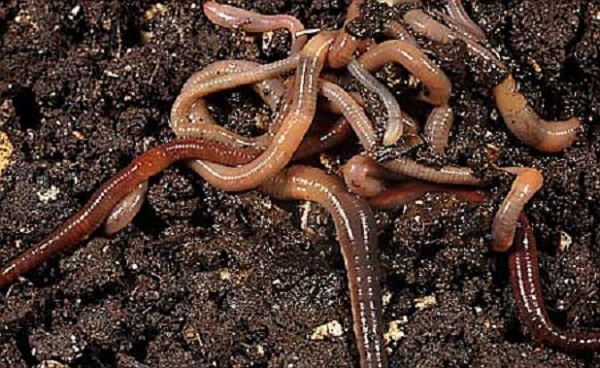 蚯蚓2.jpg
