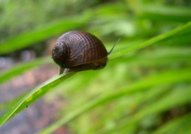 蝸牛2.jpg
